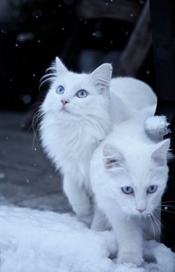 蓝眼睛白色蓝眼睛的波斯猫高清图片