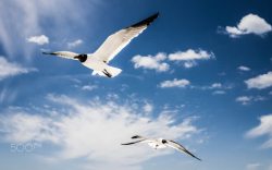 翱翔的大雁蓝天上自由翱翔的大雁高清图片