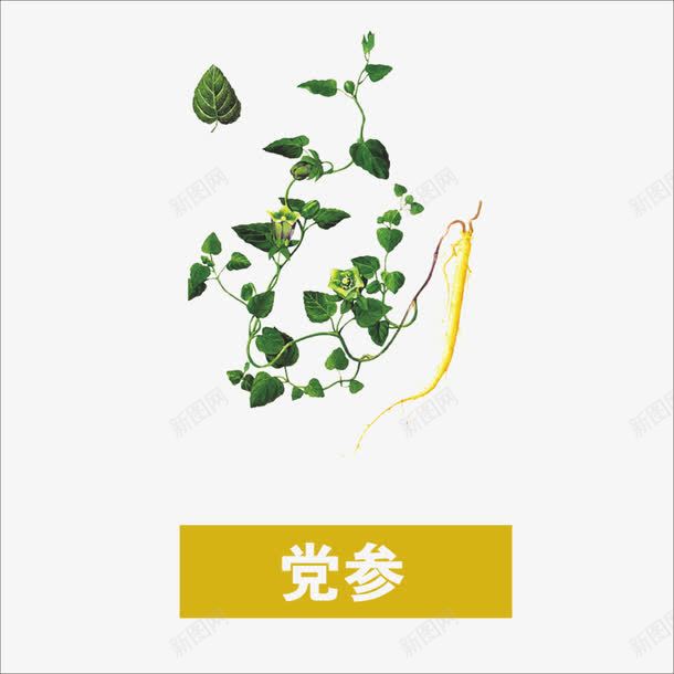 草药png免抠素材_新图网 https://ixintu.com 中药 党参 药材