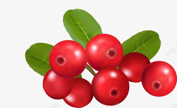 蔓越莓水果png免抠素材_新图网 https://ixintu.com 新鲜 水果 绿色健康 蔓越梅 蔓越莓 蔬果 酸甜 食品 食物