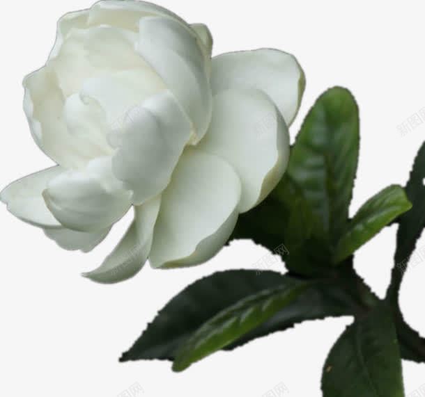 一枝白色的花png免抠素材_新图网 https://ixintu.com 优美 意境 树叶 白色 绿色 花朵