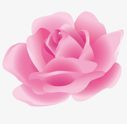 粉色新鲜玫瑰花素材