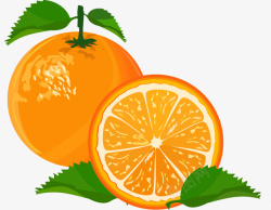 橙子装饰矢量图素材