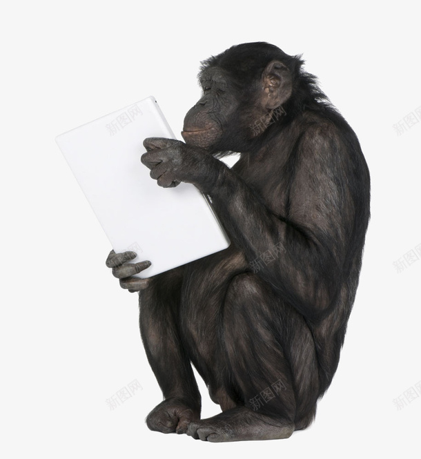 抱着笔记本电脑的黑猩猩png免抠素材_新图网 https://ixintu.com 动物 电脑 笔记本 黑猩猩