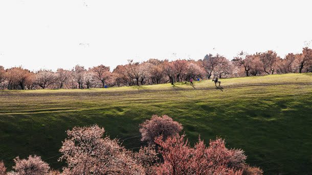 新疆新源野杏林十一png免抠素材_新图网 https://ixintu.com 名胜古迹 旅游风景 著名建筑