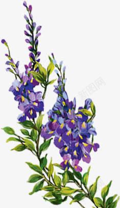 一簇紫色的花朵png免抠素材_新图网 https://ixintu.com 紫色 花朵