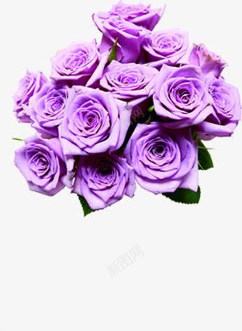 紫色鲜花玫瑰花束png免抠素材_新图网 https://ixintu.com 玫瑰 紫色 花束 鲜花