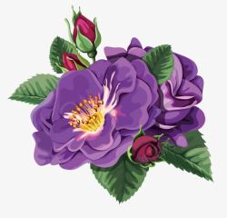 紫色月季花素材