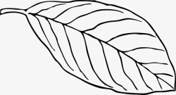 绘制白山毛榉叶子素材