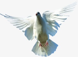 布拉格广场上的白色鸽子png免抠素材_新图网 https://ixintu.com 布拉格 广场 白色 鸽子