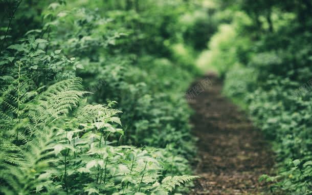 绿色植物土香山路jpg设计背景_新图网 https://ixintu.com 山路 山路蜿蜒 绿色植物