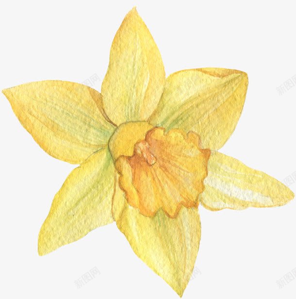 手绘花朵png免抠素材_新图网 https://ixintu.com 矢量装饰 花朵 装饰 装饰画 黄色的花