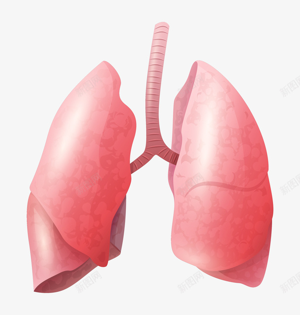 卡通肺部器官png免抠素材_新图网 https://ixintu.com 人体器官 免抠图 器官 抠图 插画 肺 肺部图案 装饰图