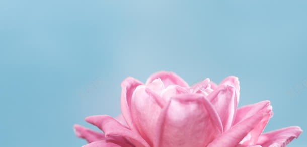 粉色花朵宽屏背景背景