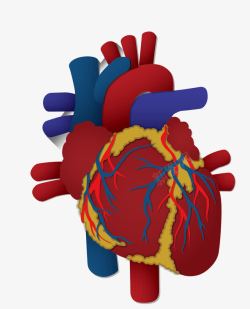 心脑卡通图案人体器官高清图片