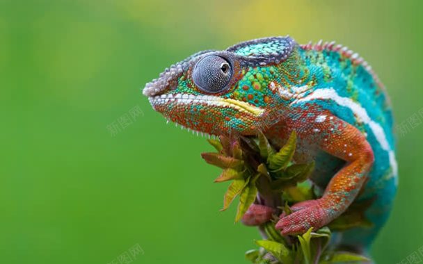 自然绿色青蛙彩色背景