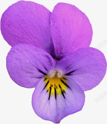 紫色兰花花朵png免抠素材_新图网 https://ixintu.com 兰花 紫色 花朵