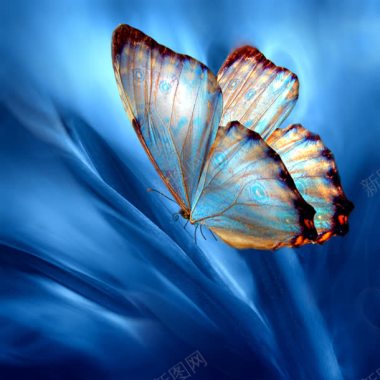 蓝色花纹蝴蝶海报背景背景