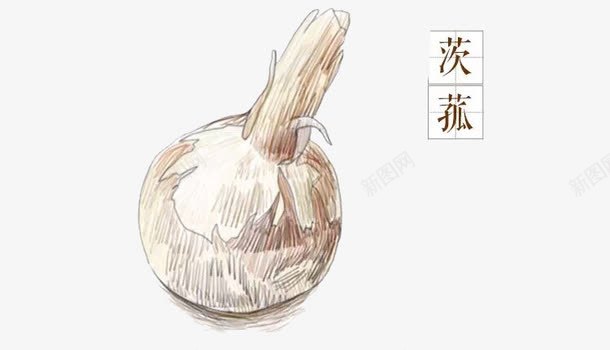 茨菰png免抠素材_新图网 https://ixintu.com 卡通 手绘 手绘插画 插画 草本植物 食材