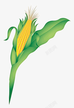 玉米叶卡通玉米高清图片