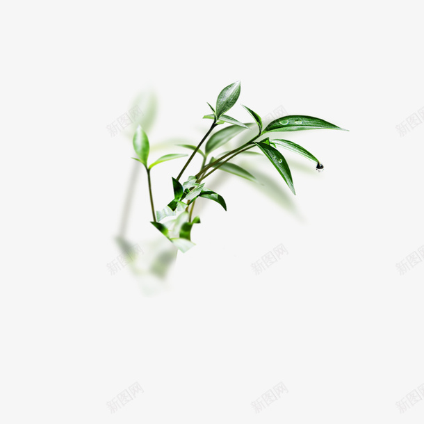 绿色植物图案png免抠素材_新图网 https://ixintu.com 绿植 绿植素材库 绿植装饰图案 绿色植物