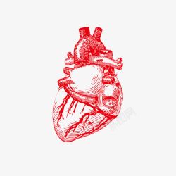 脏器血管手绘红色心脏血管高清图片