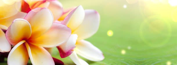 香水唯美花卉背景banner背景图片免费下载 素材0mkevwpug 新图网 香水唯美花卉背景banner背景图片免费下载 素材0mkevwpug 新图网