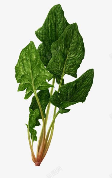 菠菜蔬菜png免抠素材_新图网 https://ixintu.com 绿色植物 菠菜 蔬菜