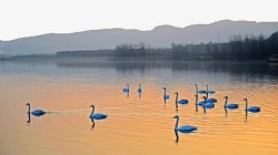 天鹅湖景区著名景区天鹅湖高清图片