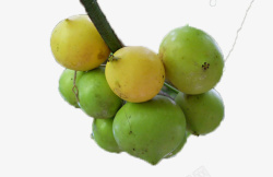 枝头果实素材枝头的藤黄果高清图片