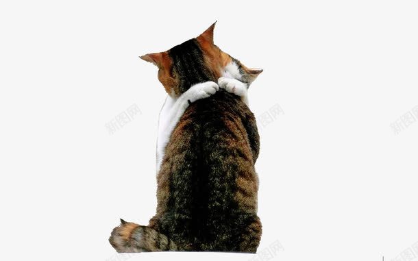 拥抱的猫咪png免抠素材_新图网 https://ixintu.com 喵星人 拥抱 摄影 有爱 萌萌哒