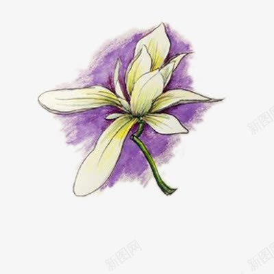 紫色木兰花png免抠素材_新图网 https://ixintu.com 手绘 木兰花 植物 水墨木兰花 花卉 花朵