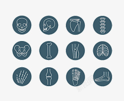 人体骨胳肌肉手绘标志人体骨骼高清图片