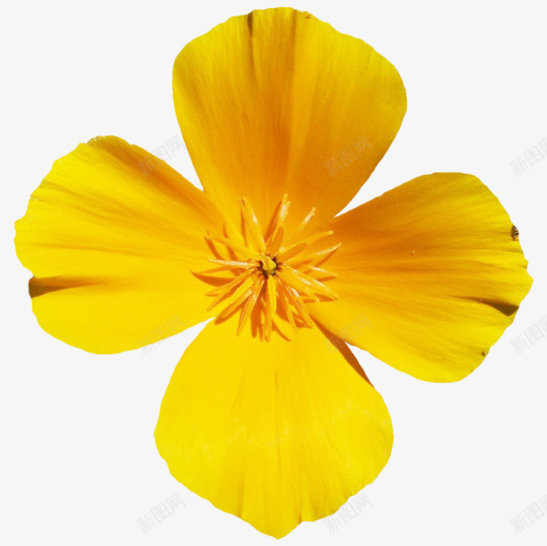 黄色四瓣花朵png免抠素材_新图网 https://ixintu.com 植物 花卉 花朵 花朵装饰 花瓣 黄色花朵