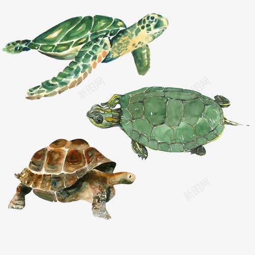 海龟png免抠素材_新图网 https://ixintu.com 乌龟 形态各异 手绘图 海龟