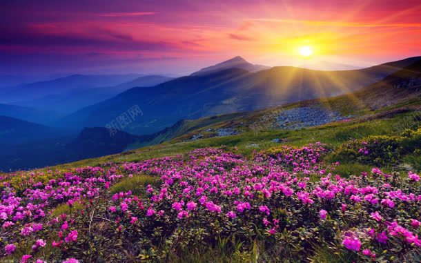 浪漫花朵唯美落日jpg设计背景_新图网 https://ixintu.com 浪漫 花朵 落日