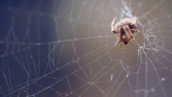 结网的蜘蛛蜘蛛结网摄影高清图片
