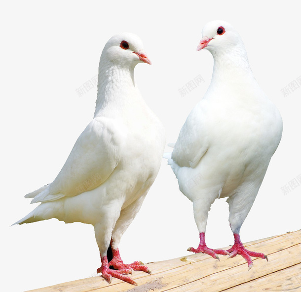两只站立的白鸽png免抠素材_新图网 https://ixintu.com 传书 信鸽 白色的鸽子 白鸽 站立白鸽 飞鸽传书