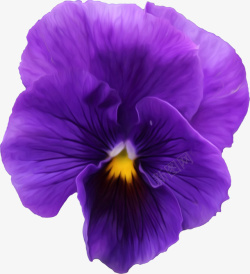 深紫色花朵素材