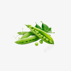 毛豆素材