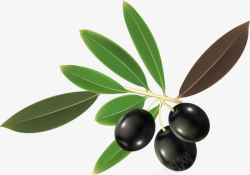 营养丰富的油橄榄素材
