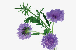 三朵紫色小花素材