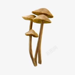 鲜蘑蘑菇高清图片