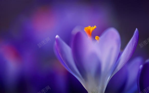 唯美紫色花朵的海报背景jpg设计背景_新图网 https://ixintu.com 海报 紫色 背景 花朵