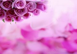 紫色唯美玫瑰花瓣花束素材