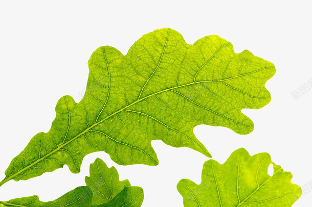 橡树绿色的叶子png免抠素材_新图网 https://ixintu.com 叶子 春天 橡树 绿色