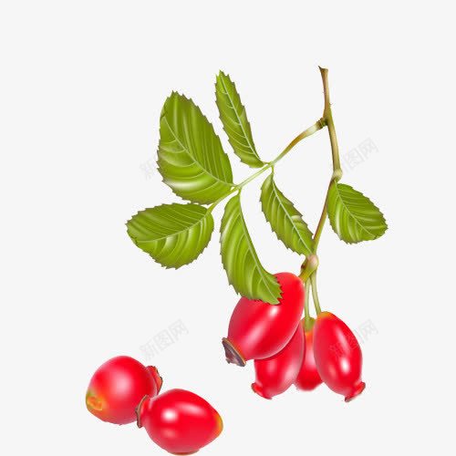 红色的小番茄png免抠素材_新图网 https://ixintu.com 健康食品 好吃的番茄 小番茄 番茄树 红色番茄 绿色植物