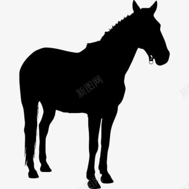 马站在黑色的剪影面对权利图标图标