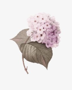 淡紫色树叶淡紫色绣球花装饰图案高清图片