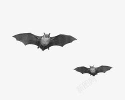 黑色吸血鬼黑色吸血蝙蝠高清图片